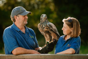 Falconry Afternoon Tea